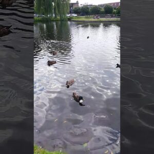 Holland Ducks